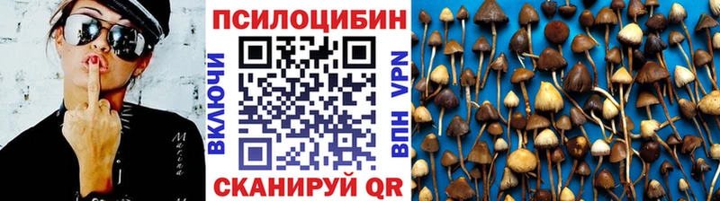 Галлюциногенные грибы Psilocybe  купить наркотики сайты  Нелидово 
